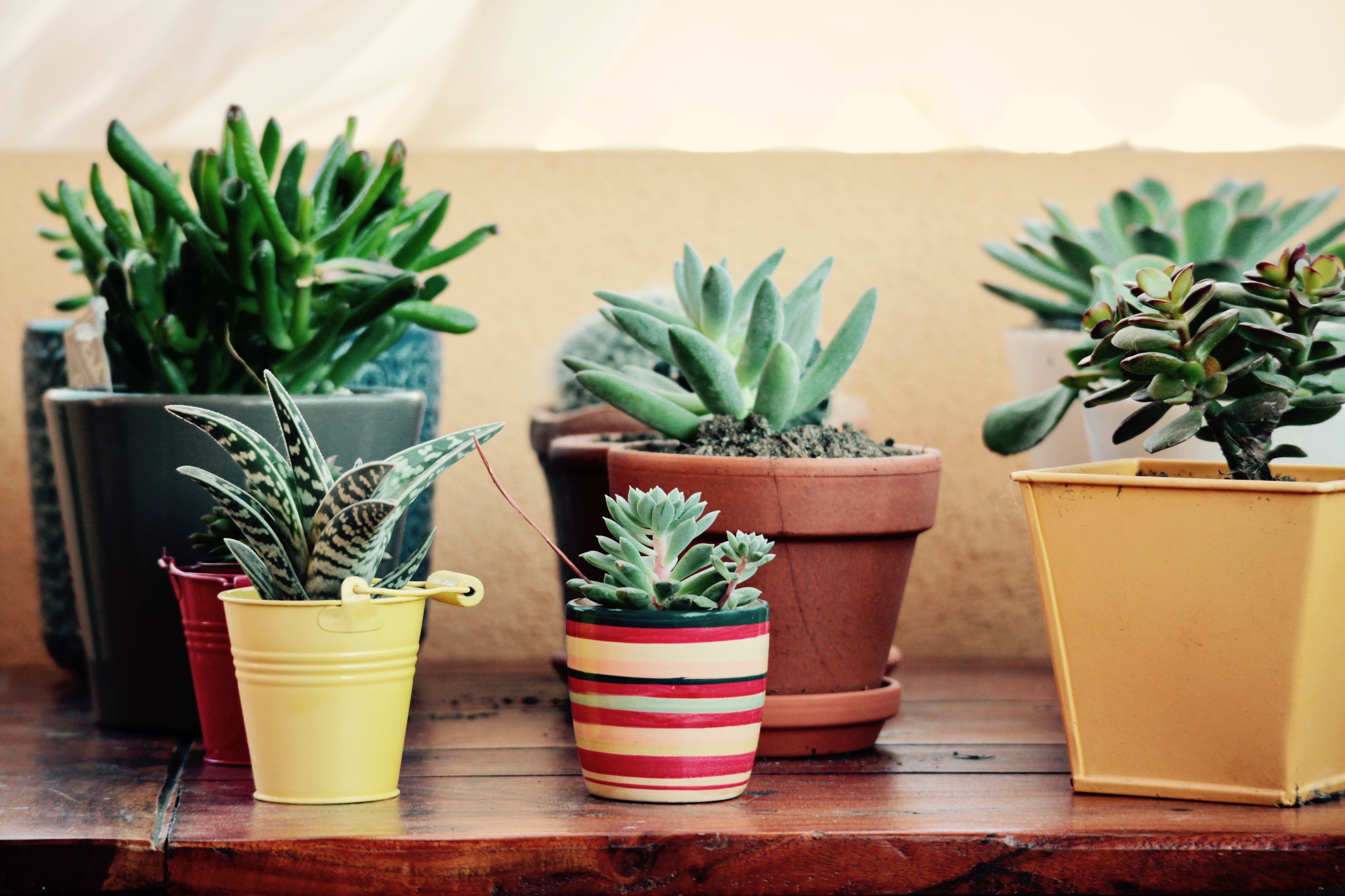 Nos conseils pour faire une bouture de plante succulente