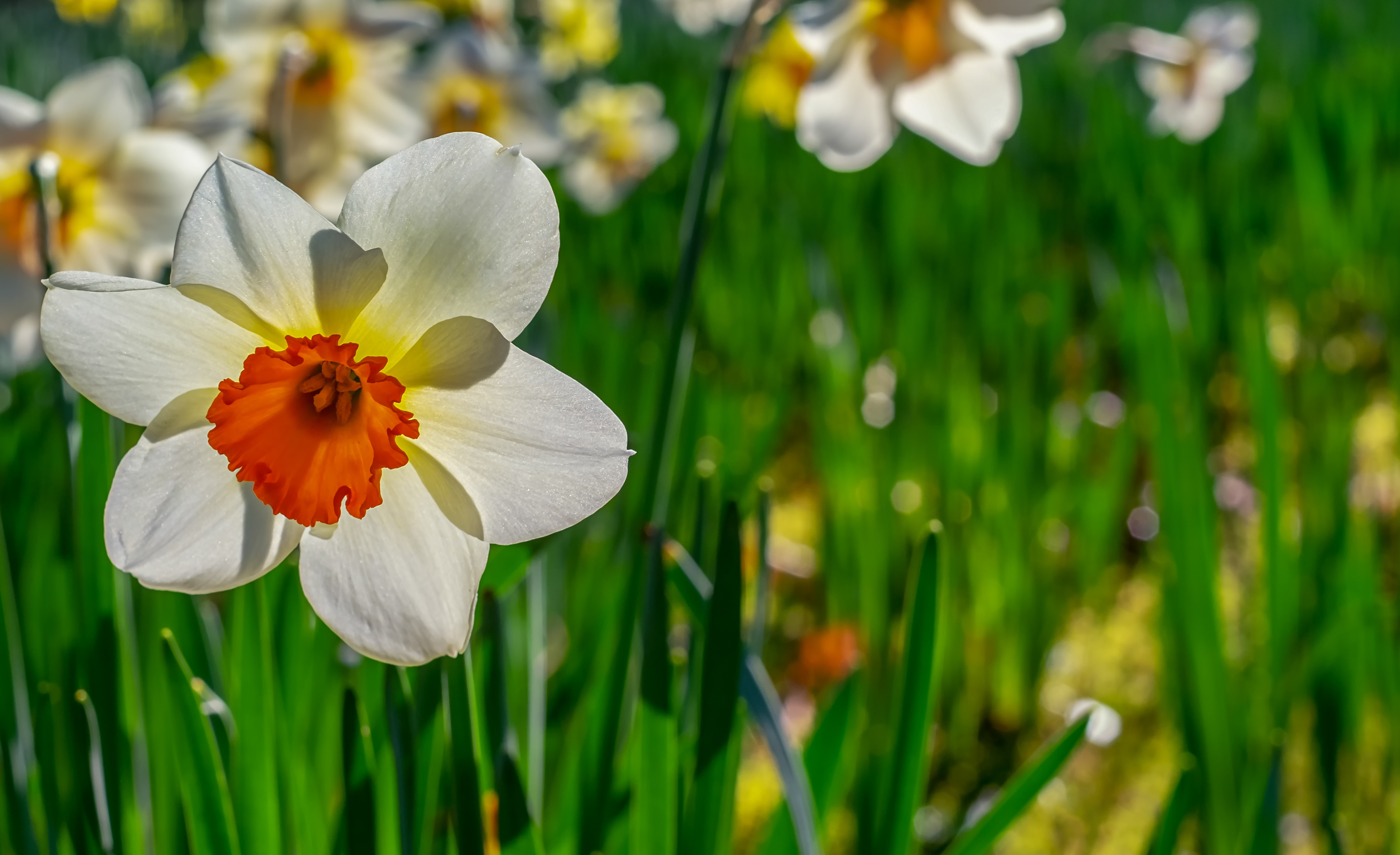 Quelle sont les différences entre la jonquille et la narcisse ?