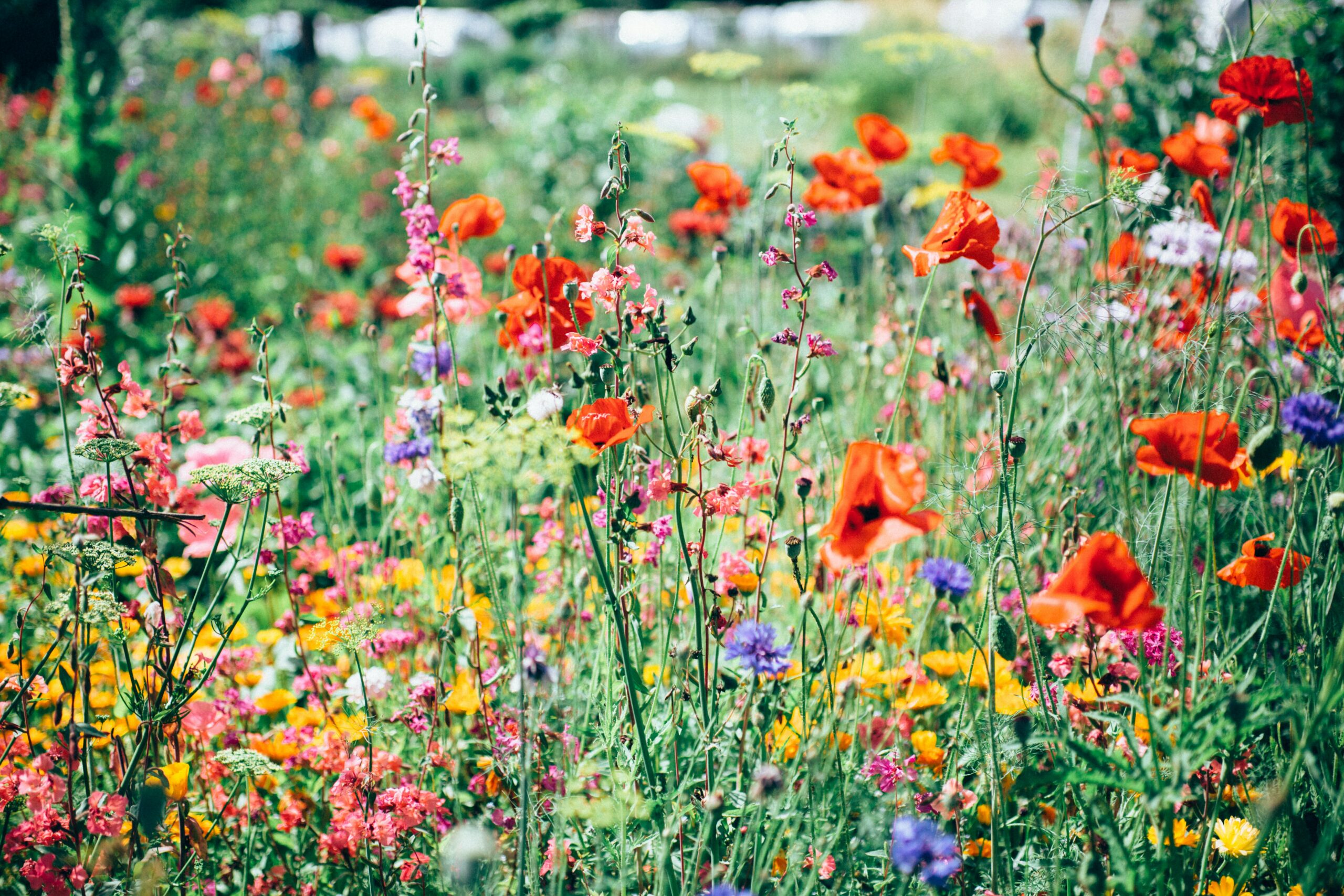 Plantes et bienfaits